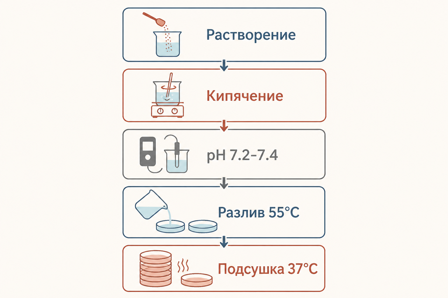 Схема этапов приготовления среды Эндо: растворение, стерилизация, разлив по чашкам