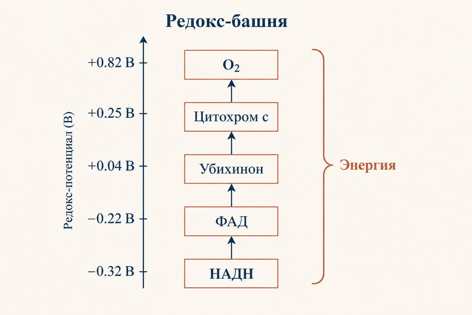 Редокс-башня: биохимические потенциалы от NADH до O2