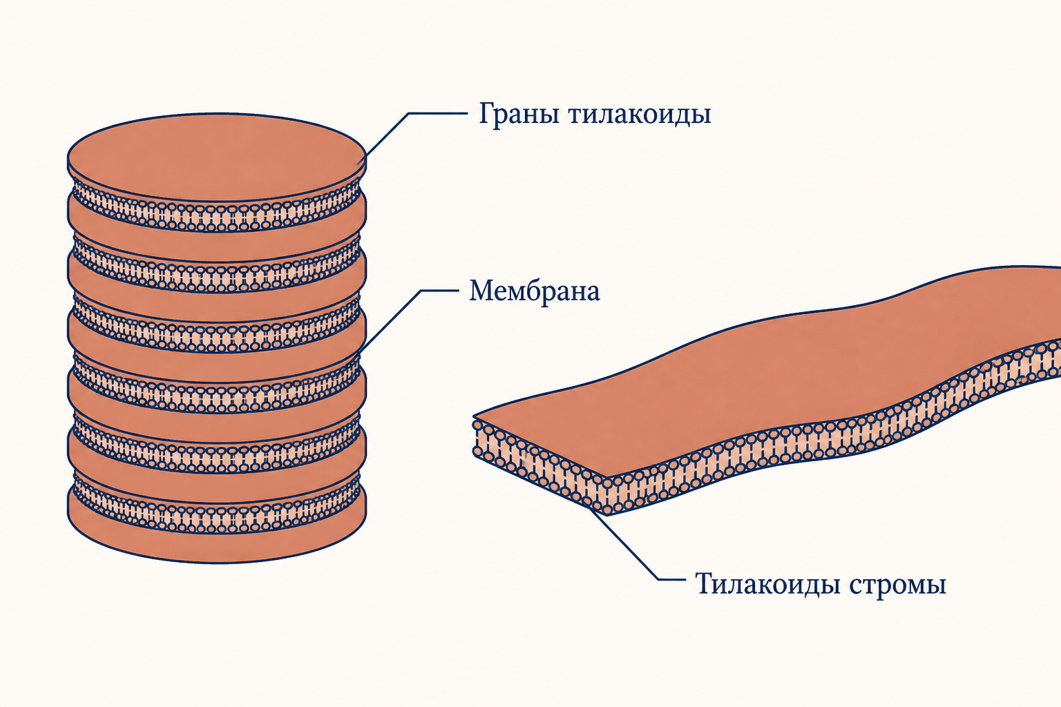 Сравнение тилакоидов граны в виде стопки дисков и одиночного тилакоида стромы, соединяющего стопки