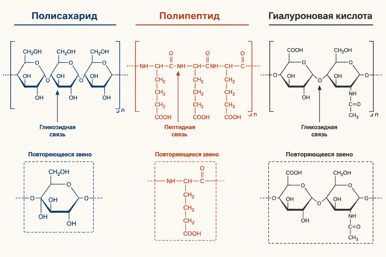 Схема химических типов капсул: полисахаридная, полипептидная и гиалуроновая - сравнение структур