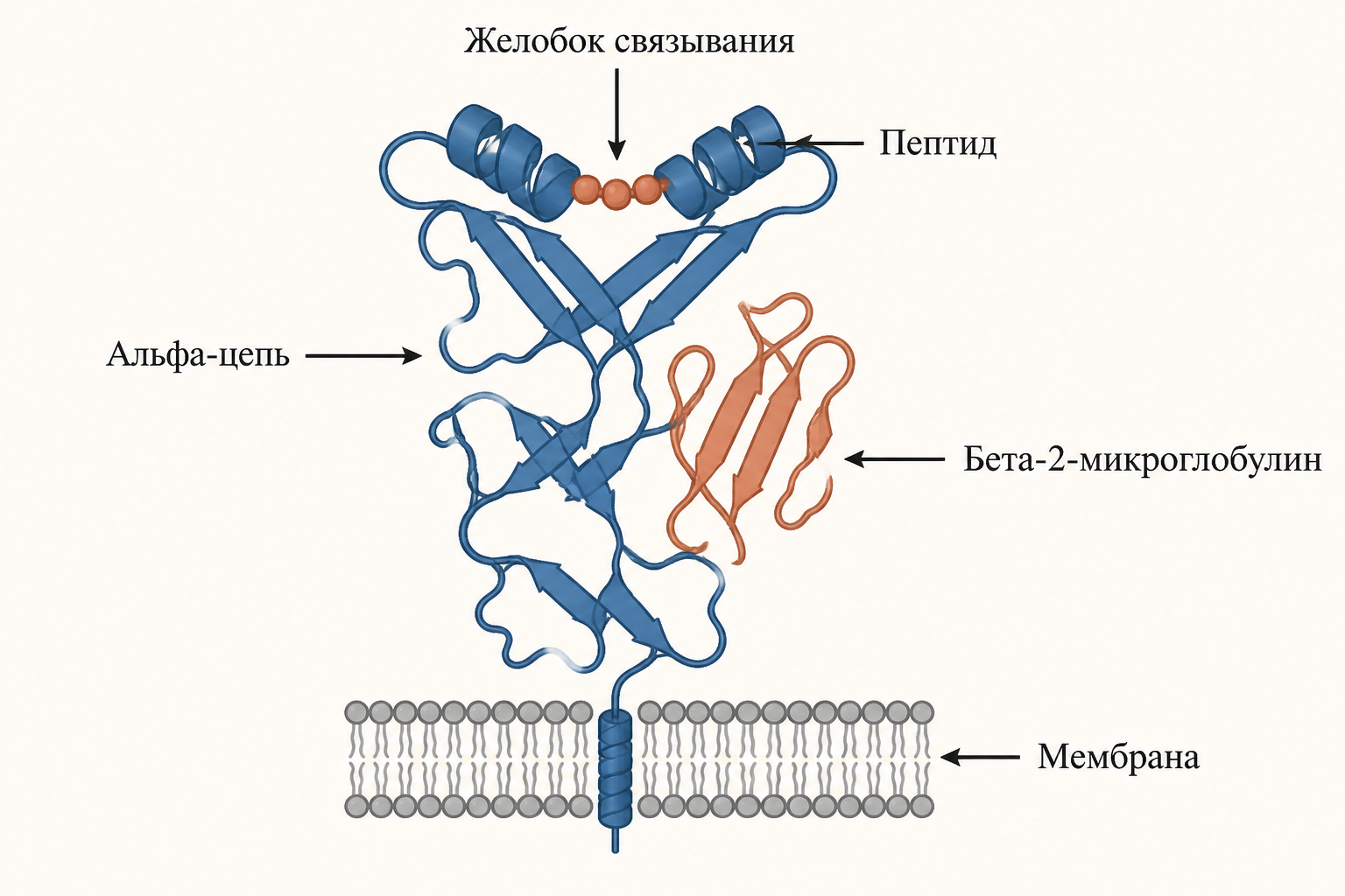 Схема молекулы MHC I: тяжёлая альфа-цепь с доменами в мембране, бета-2-микроглобулин рядом, пептид лежит в желобке между двумя альфа-спиралями