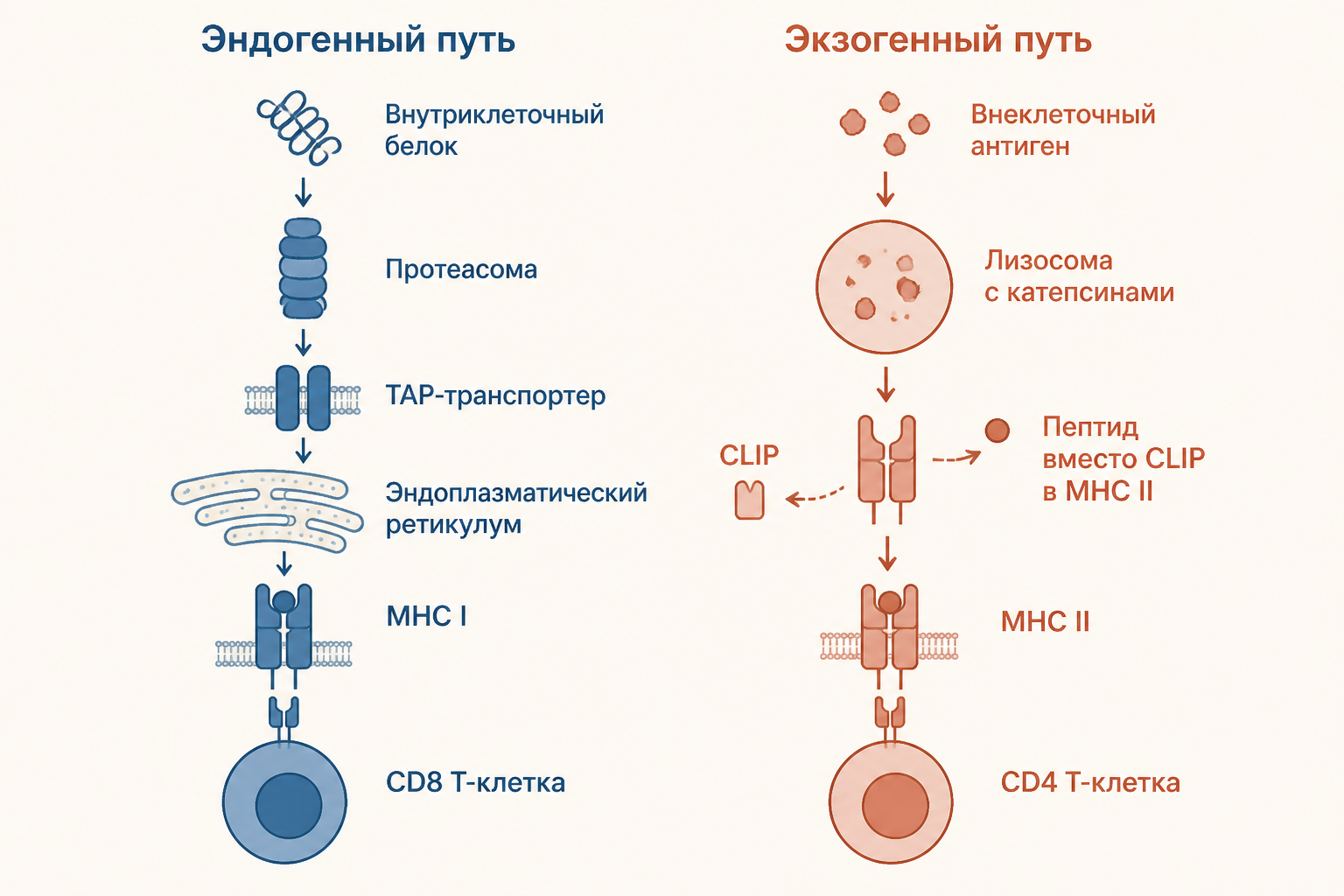 Схема двух путей процессинга: слева - эндогенный через протеасому и TAP к MHC I, справа - экзогенный через лизосомы с заменой CLIP на пептид в MHC II