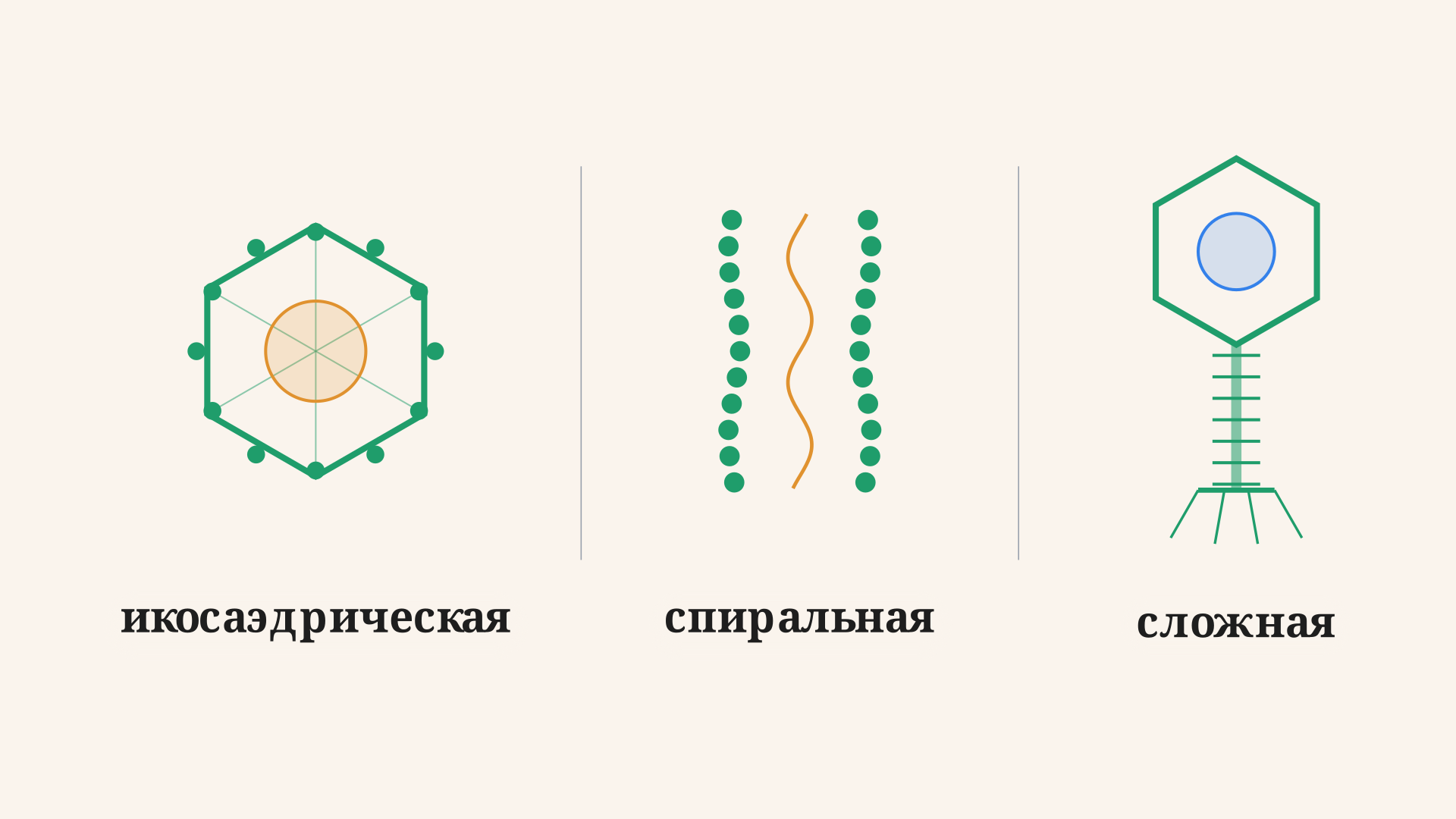 Три типа симметрии капсида вирусов: икосаэдрический многогранник, спиральная нить и сложный капсид бактериофага с головкой и хвостом