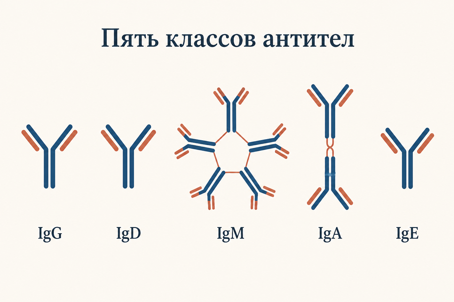 Пять классов антител: мономеры IgG, IgD, IgE, пентамер IgM и димер IgA