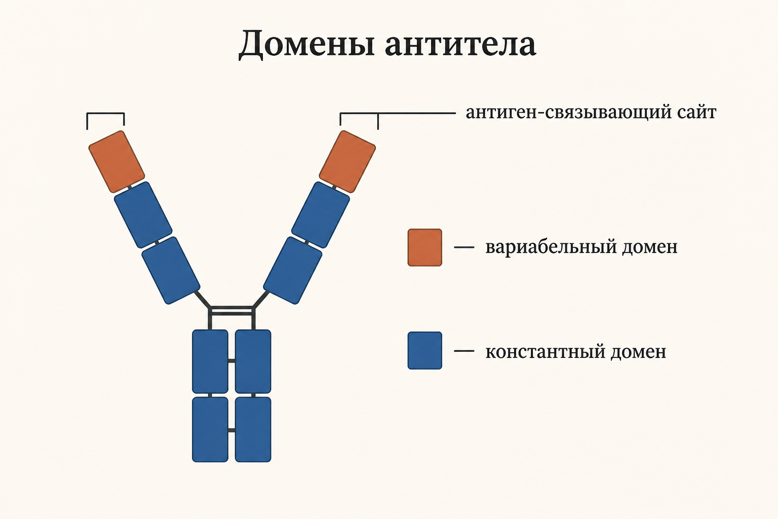 Строение иммуноглобулина: две тяжёлые цепи синим, две лёгкие цепи терракотовым, фрагменты Fab и Fc