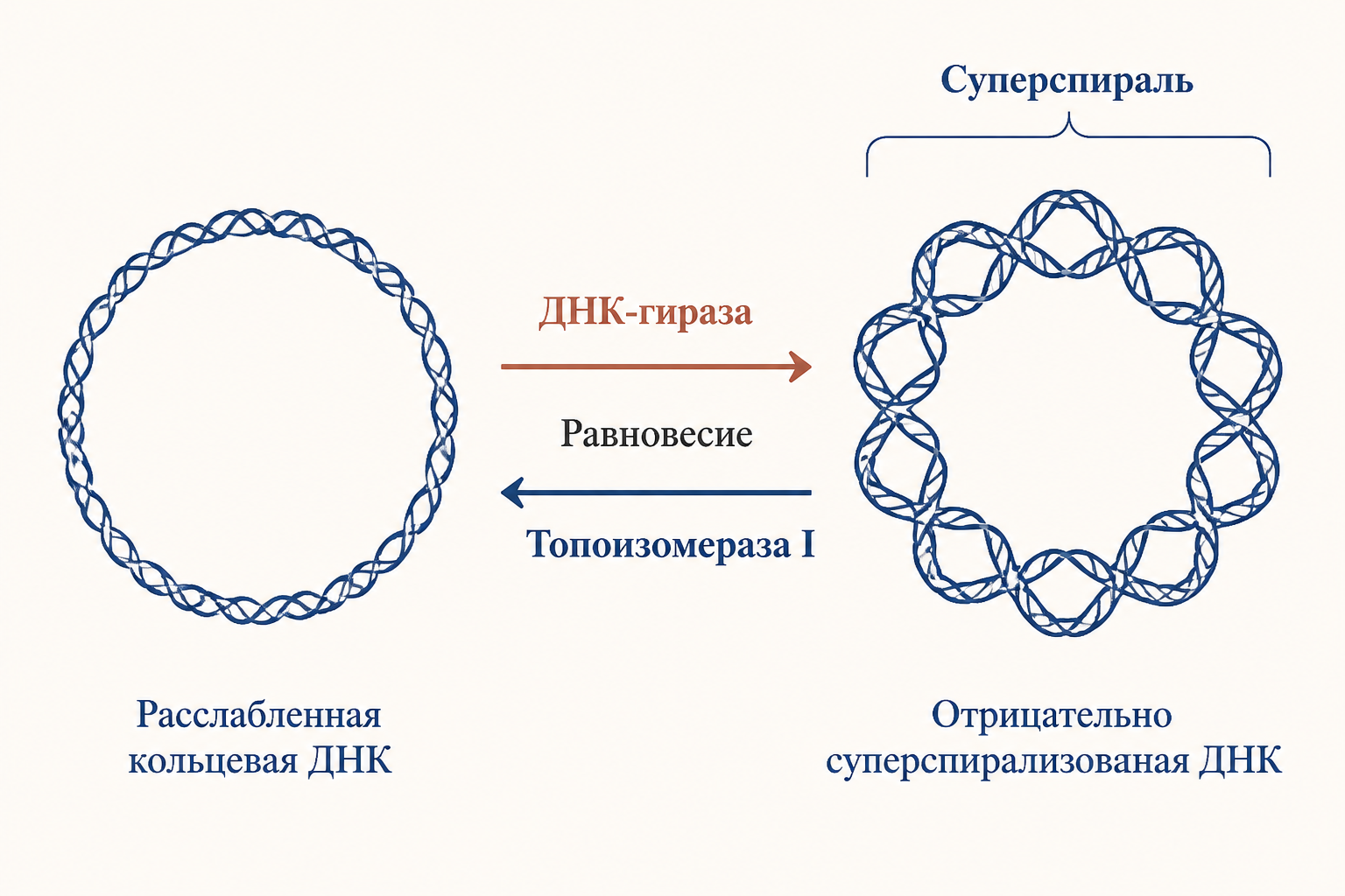 Схема нуклеоида в бактериальной клетке