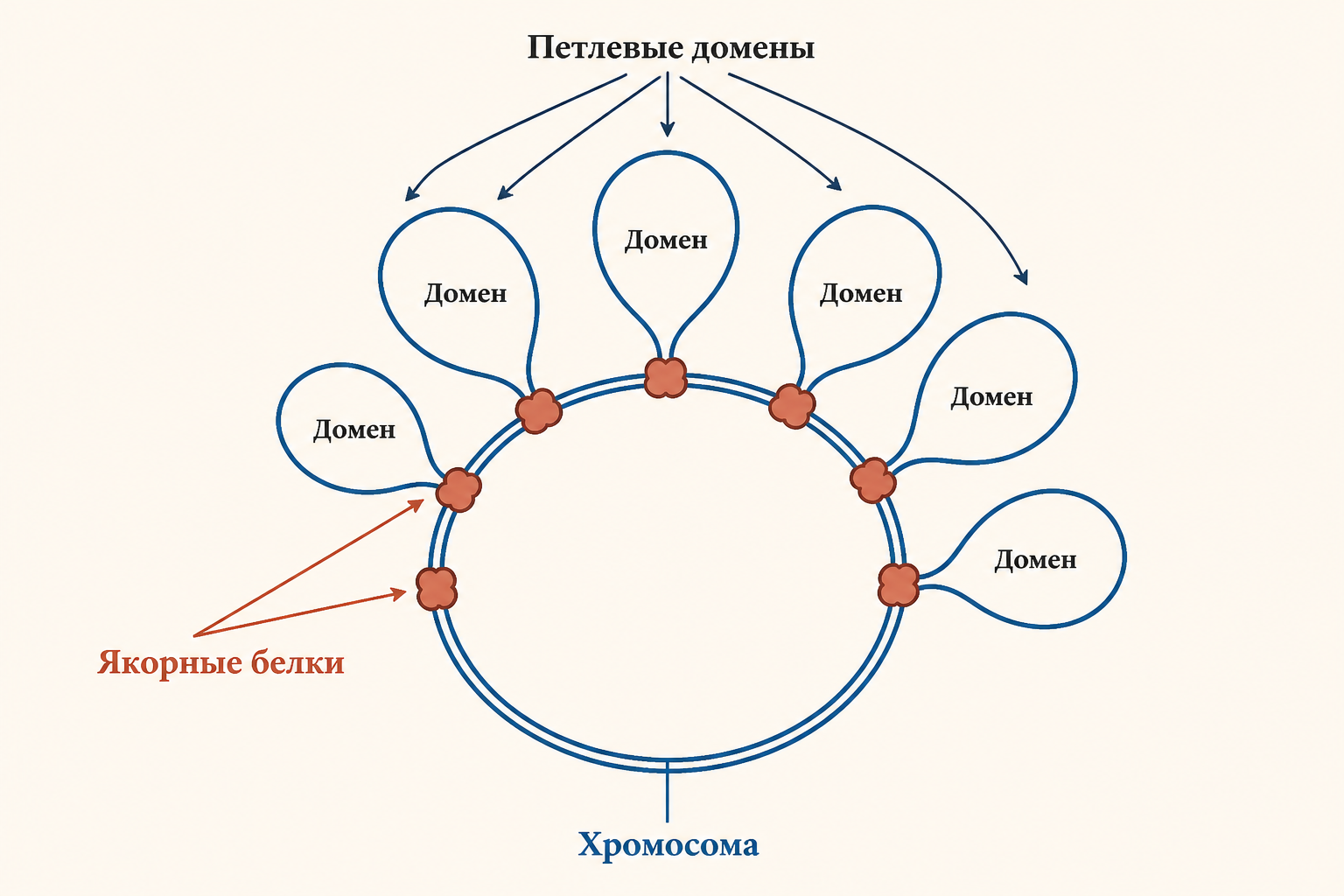 Петлевые домены бактериальной хромосомы