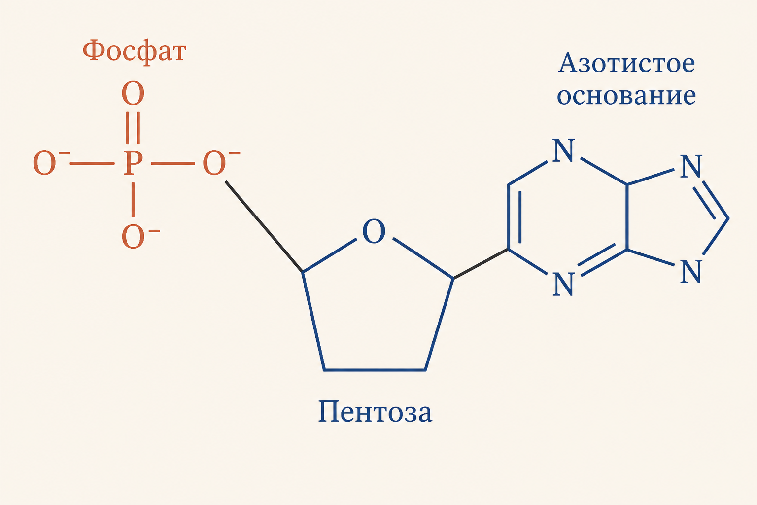 Схема строения нуклеотида: азотистое основание, пентоза в центре и фосфатная группа