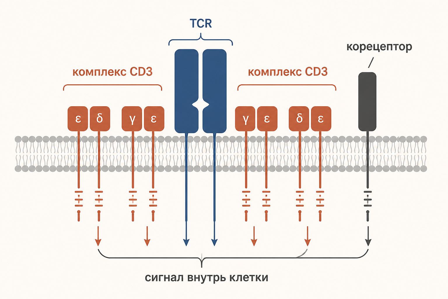 Сигнальный TCR-комплекс на мембране: гетеродимер TCR, окружающие модули CD3, корецептор и проведение сигнала внутрь клетки