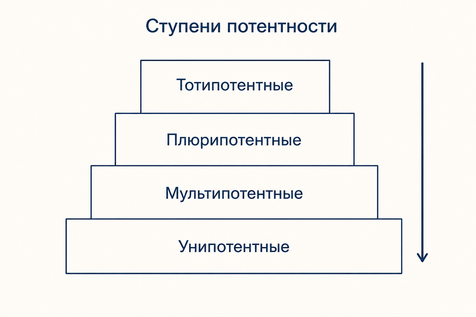 Пирамида потентности стволовых клеток: от тотипотентных на вершине к унипотентным в основании
