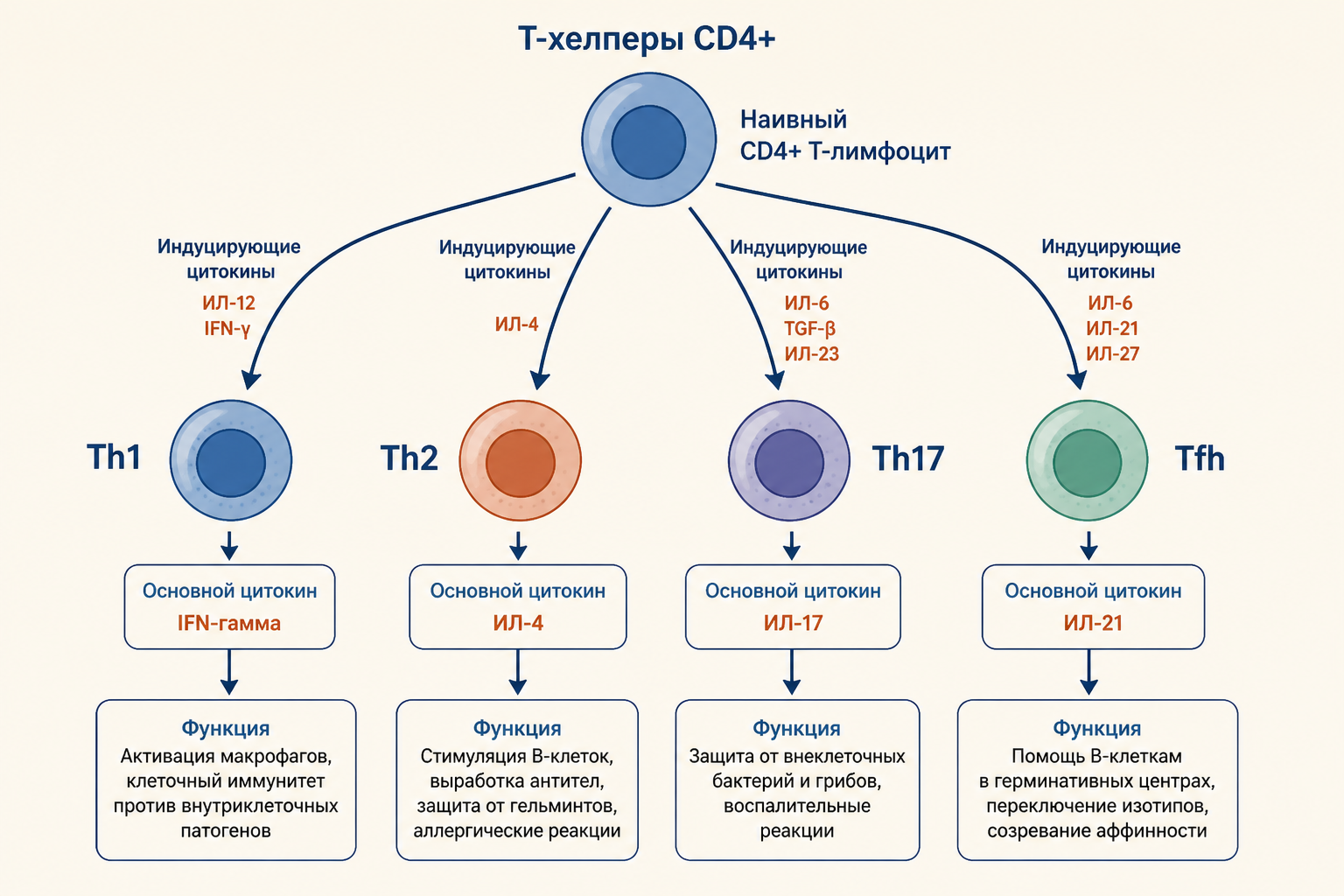 Субпопуляции CD4+ Т-хелперов: схема дифференцировки Th1, Th2, Th17 и Tfh с их цитокинами