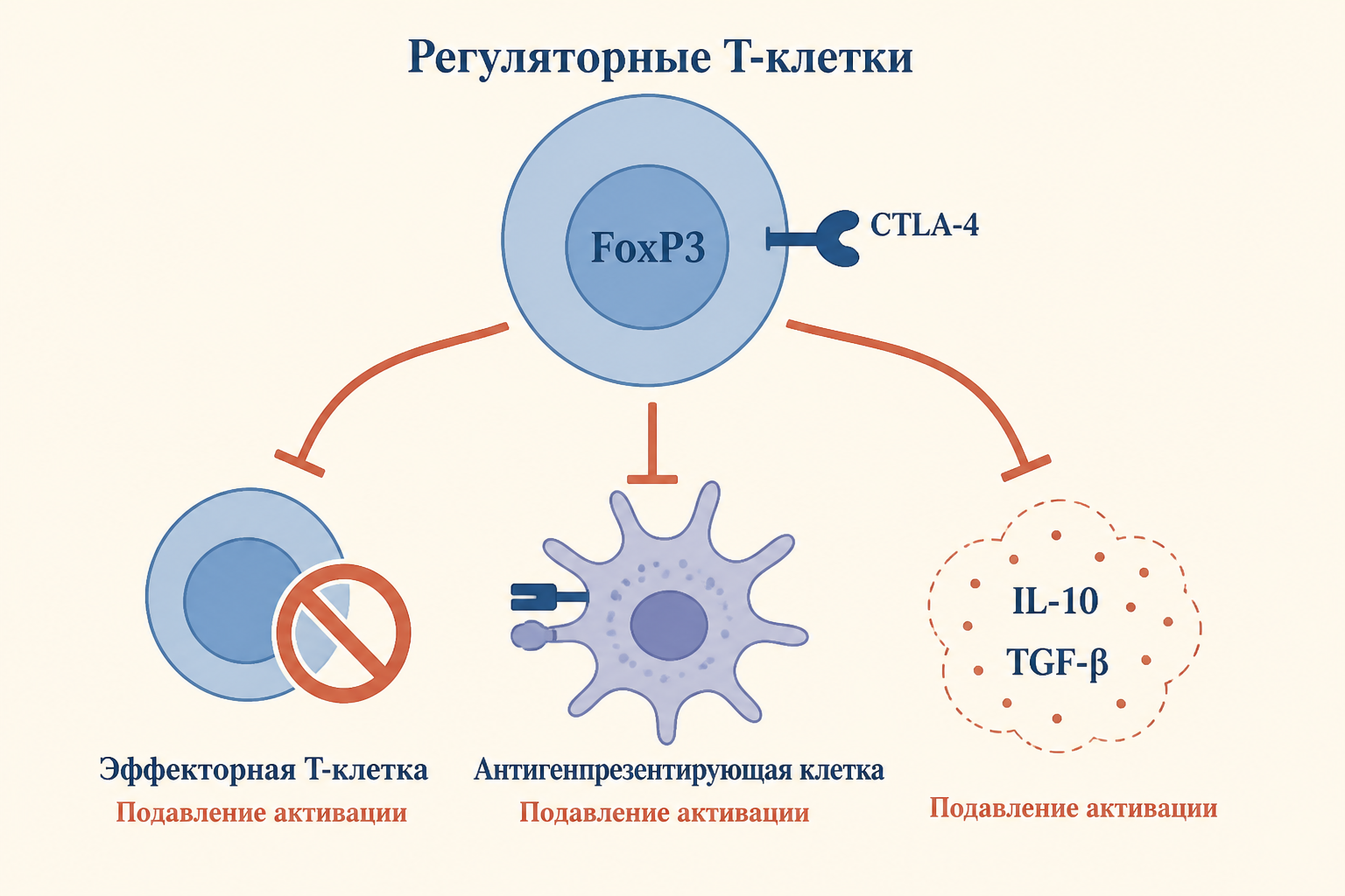 Схема действия регуляторных Т-клеток Treg: FoxP3, IL-10, CTLA-4 и подавление эффекторных Т-клеток