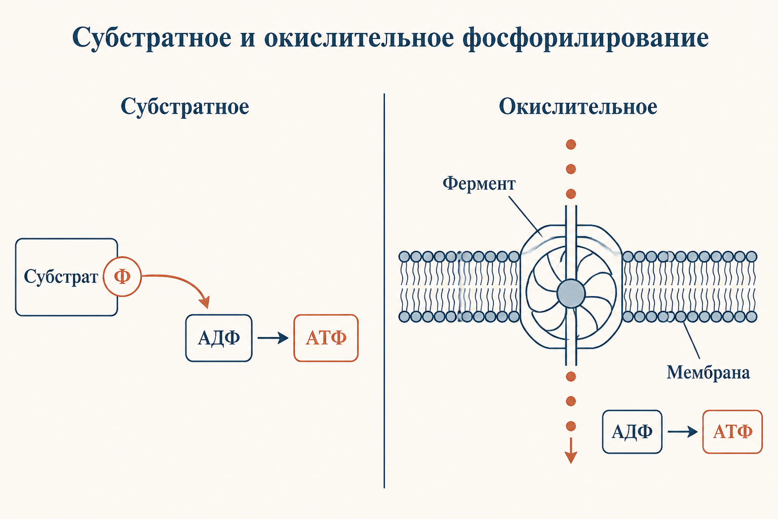 Сравнение субстратного и окислительного фосфорилирования: слева фосфат переносится с субстрата прямо на АДФ, справа АТФ синтезирует мембранный фермент за счёт градиента