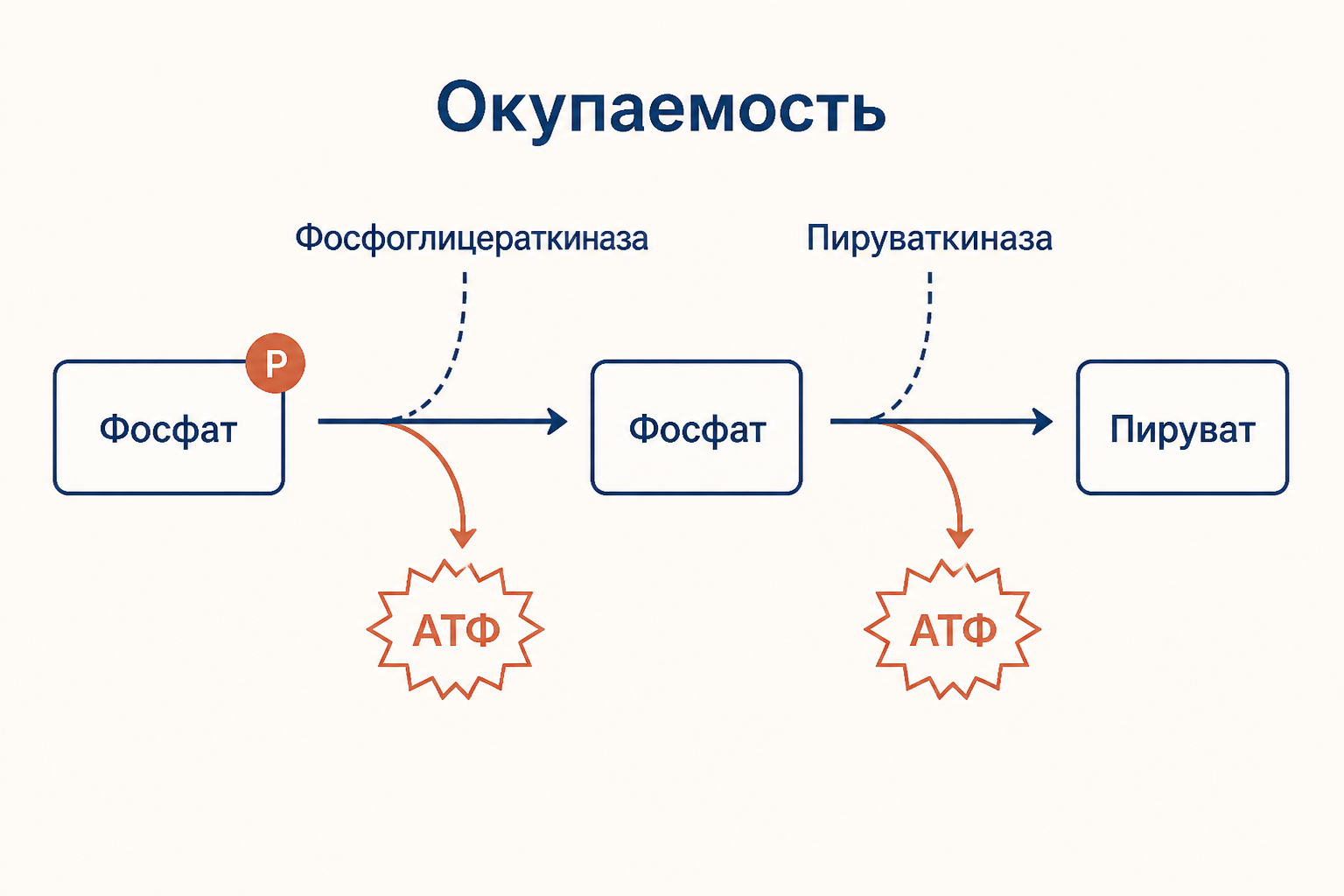 Две реакции окупаемости гликолиза: фосфоглицераткиназа и пируваткиназа переносят фосфат на АДФ, каждая выдаёт по одной молекуле АТФ