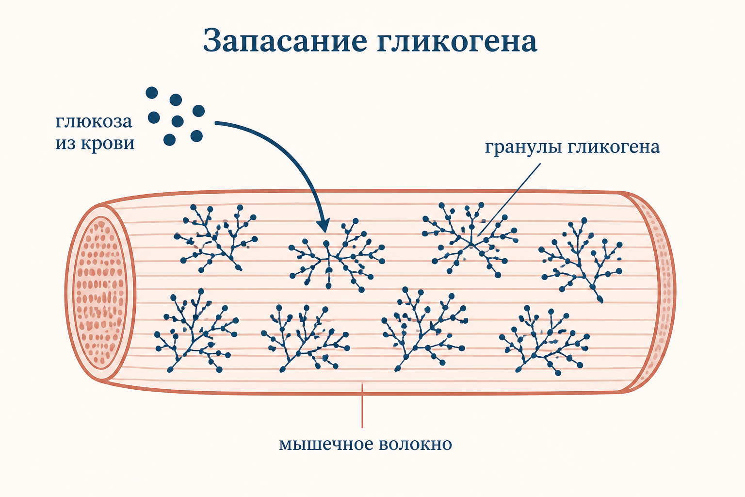 Кривая суперкомпенсации гликогена: уровень падает во время нагрузки, восстанавливается и временно поднимается выше исходного уровня в фазе сверхвосстановления