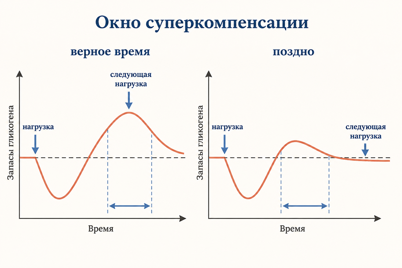 Окно суперкомпенсации: при верном времени следующая нагрузка попадает на пик сверхвосстановления, при позднем интервале запасы уже вернулись к исходному уровню