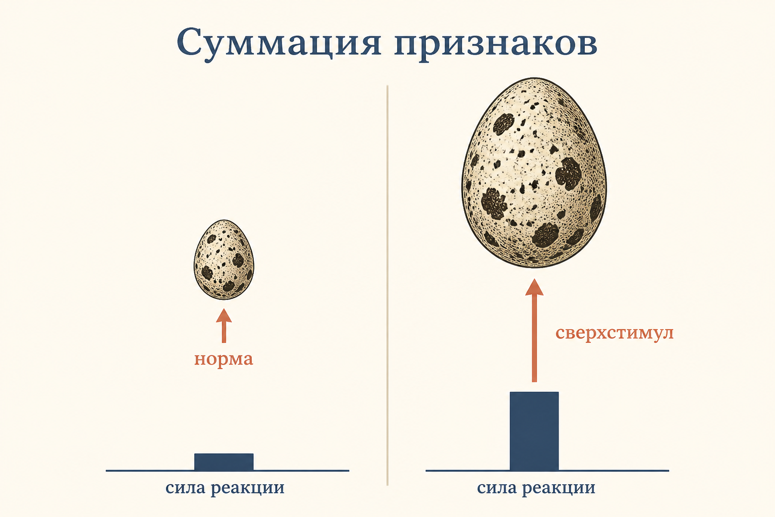 Диаграмма ответа на натуральный и сверхнормальный стимулы