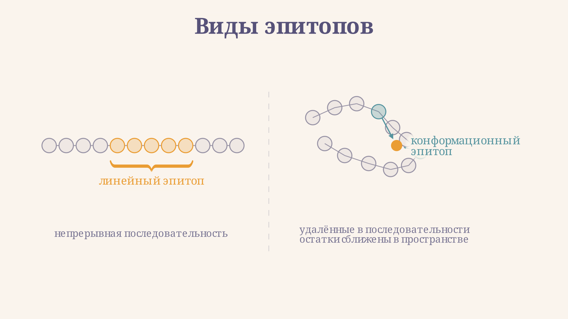 Схема линейного и конформационного эпитопа: линейный - непрерывный участок цепи, конформационный - участки разных петель, сблизившихся в 3D-структуре
