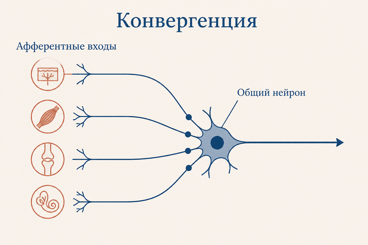 Конвергенция: афферентные входы из разных источников сходятся на одном общем нейроне