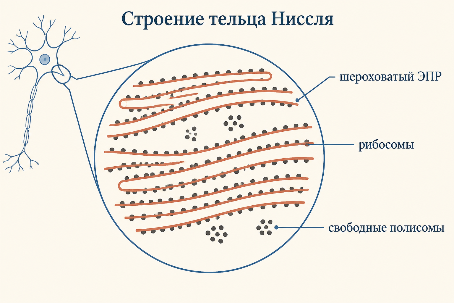 Схема рибосом на цистернах шероховатого ЭПР как основа вещества Ниссля