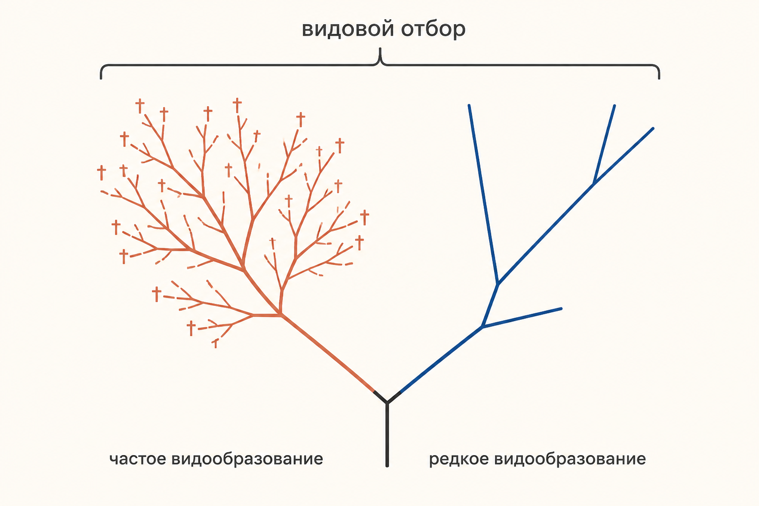 Кладограмма, где одна ветвь часто ветвится и даёт много видов, а другая ветвится редко и остаётся бедной видами
