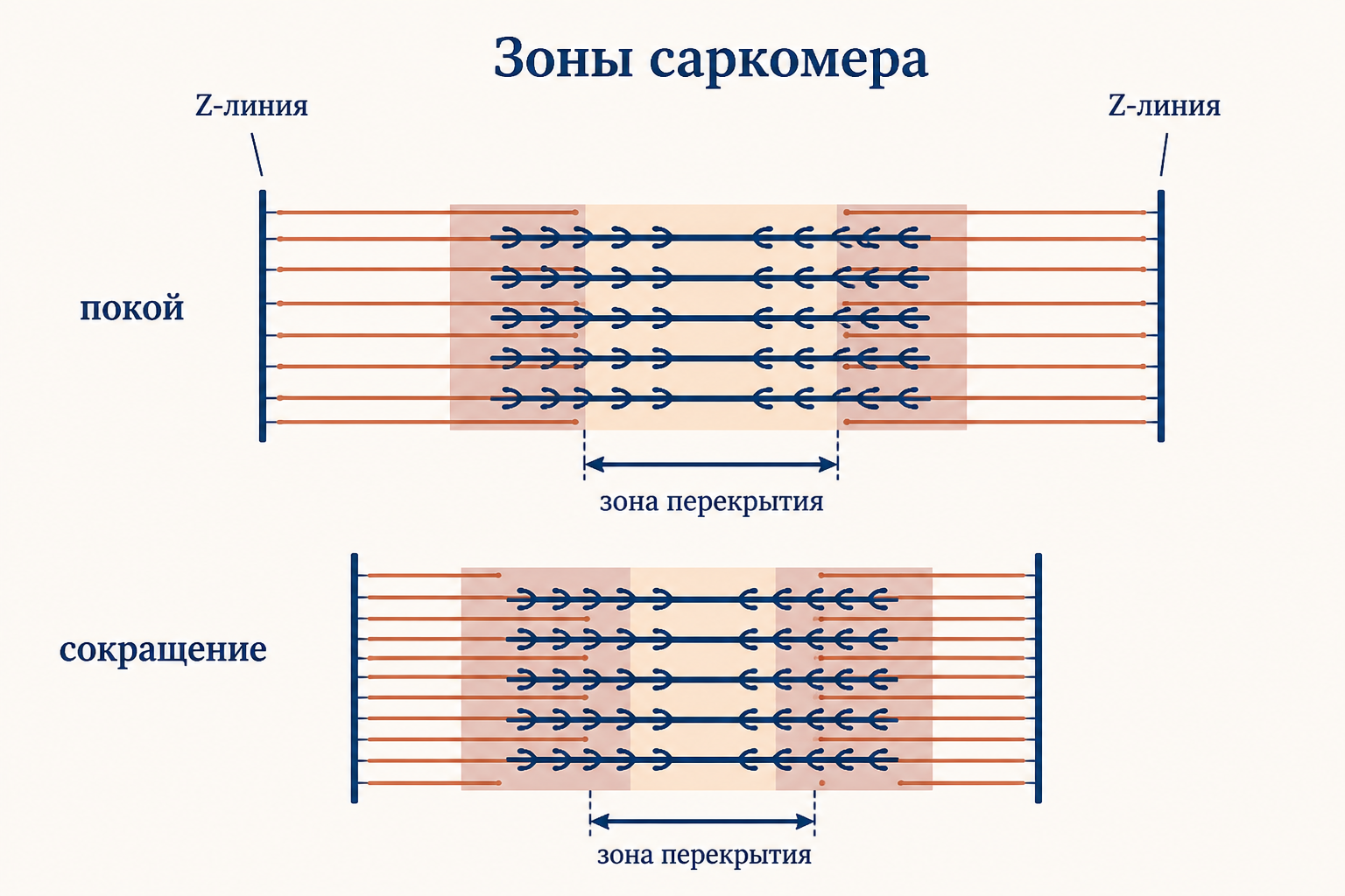 Схема саркомера в покое и при сокращении: тонкие актиновые нити вдвигаются к центру, Z-линии сближаются, а ширина зоны перекрытия растёт