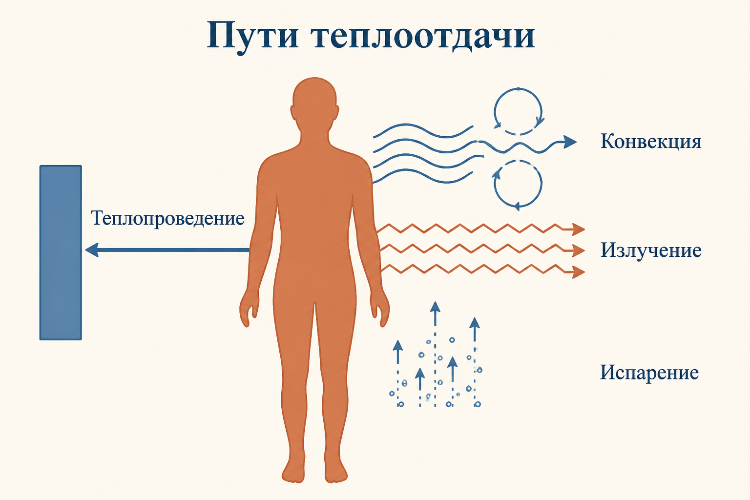 Схема четырёх путей теплоотдачи: теплопроведение через контакт, конвекция в воздух, излучение инфракрасными волнами, испарение пота с поверхности кожи