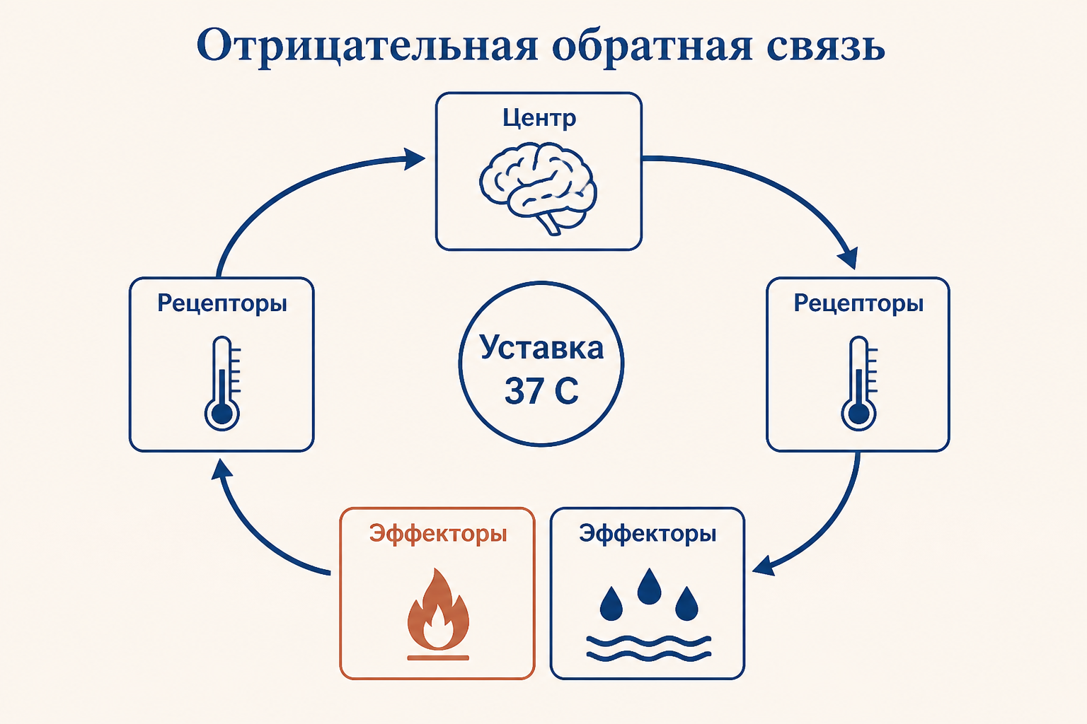 Кольцевая схема отрицательной обратной связи в терморегуляции: рецепторы, центр в гипоталамусе и эффекторы согревания и охлаждения вокруг уставки 37 градусов