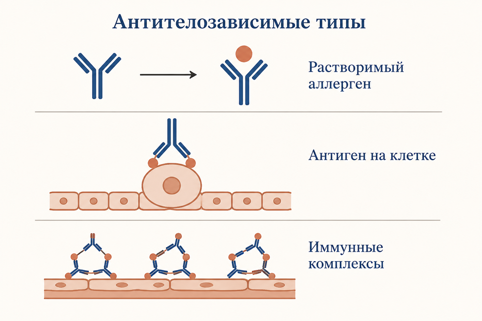 Четыре типа гиперчувствительности по Джеллу и Кумбсу: анафилактический, цитотоксический, иммунокомплексный и клеточный, с разными эффекторными механизмами повреждения