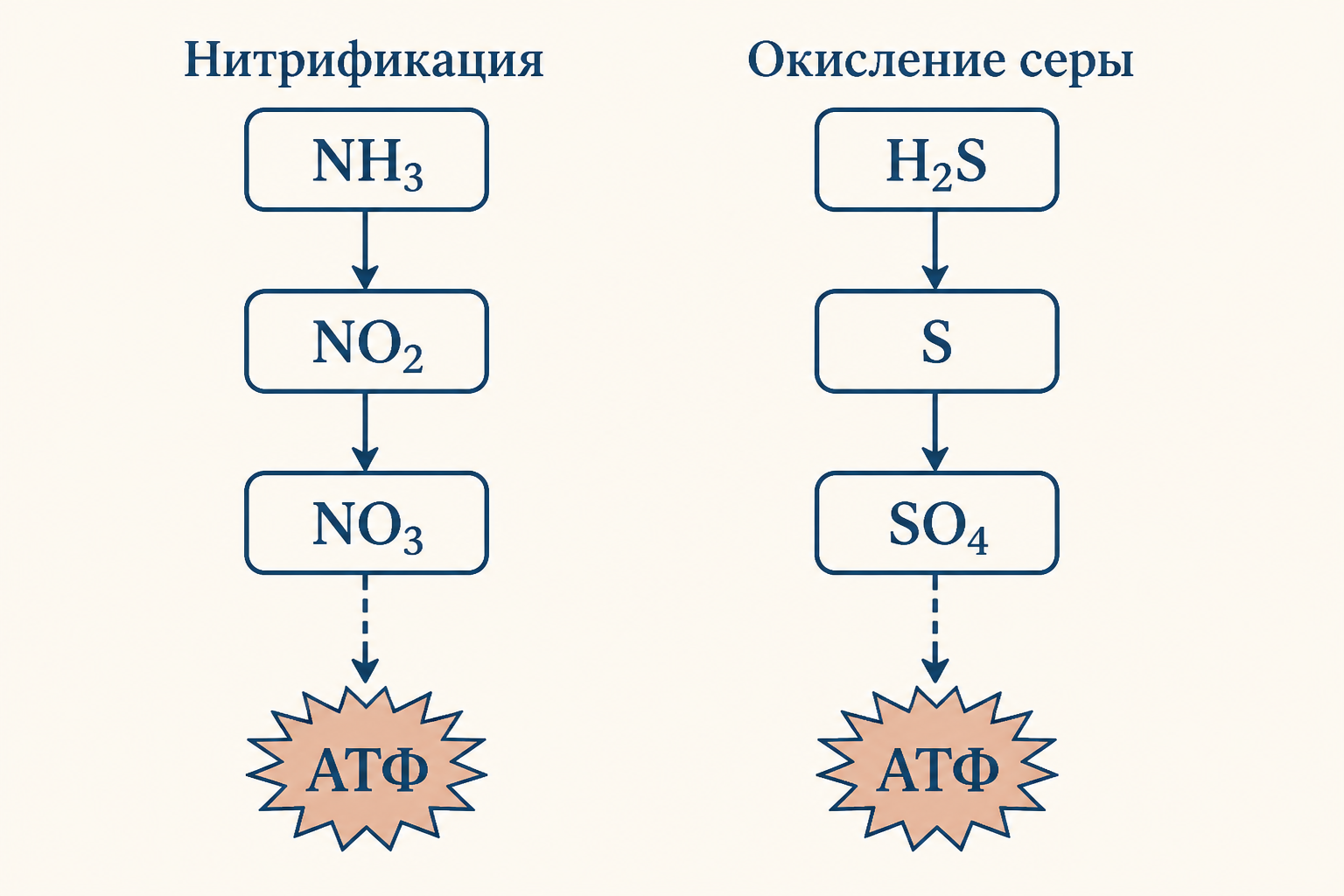 Хемолитотрофия: схема окисления аммония и серы нитрифицирующими бактериями