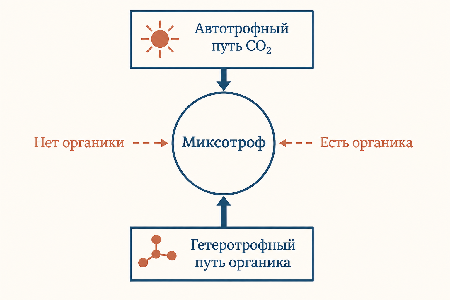 Миксотрофия: схема переключения между автотрофным и гетеротрофным путями