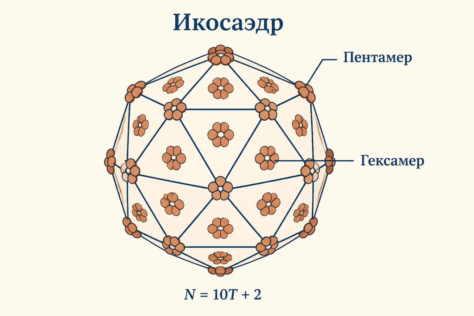 Икосаэдрический капсид: триангуляционное число и типы капсомеров
