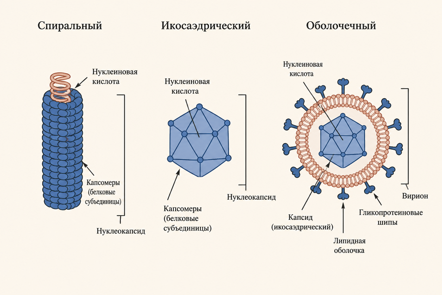 Сравнение форм: спиральный нуклеокапсид, икосаэдр и оболочечный вирус