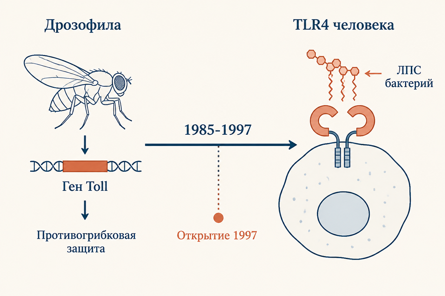 Схема открытия TLR: от гена Toll у дрозофилы к TLR4 человека