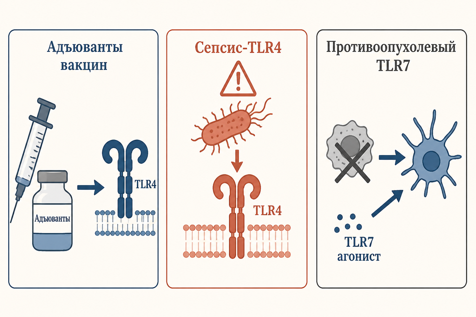 Клинические применения TLR: агонисты в вакцинах, антагонисты при сепсисе