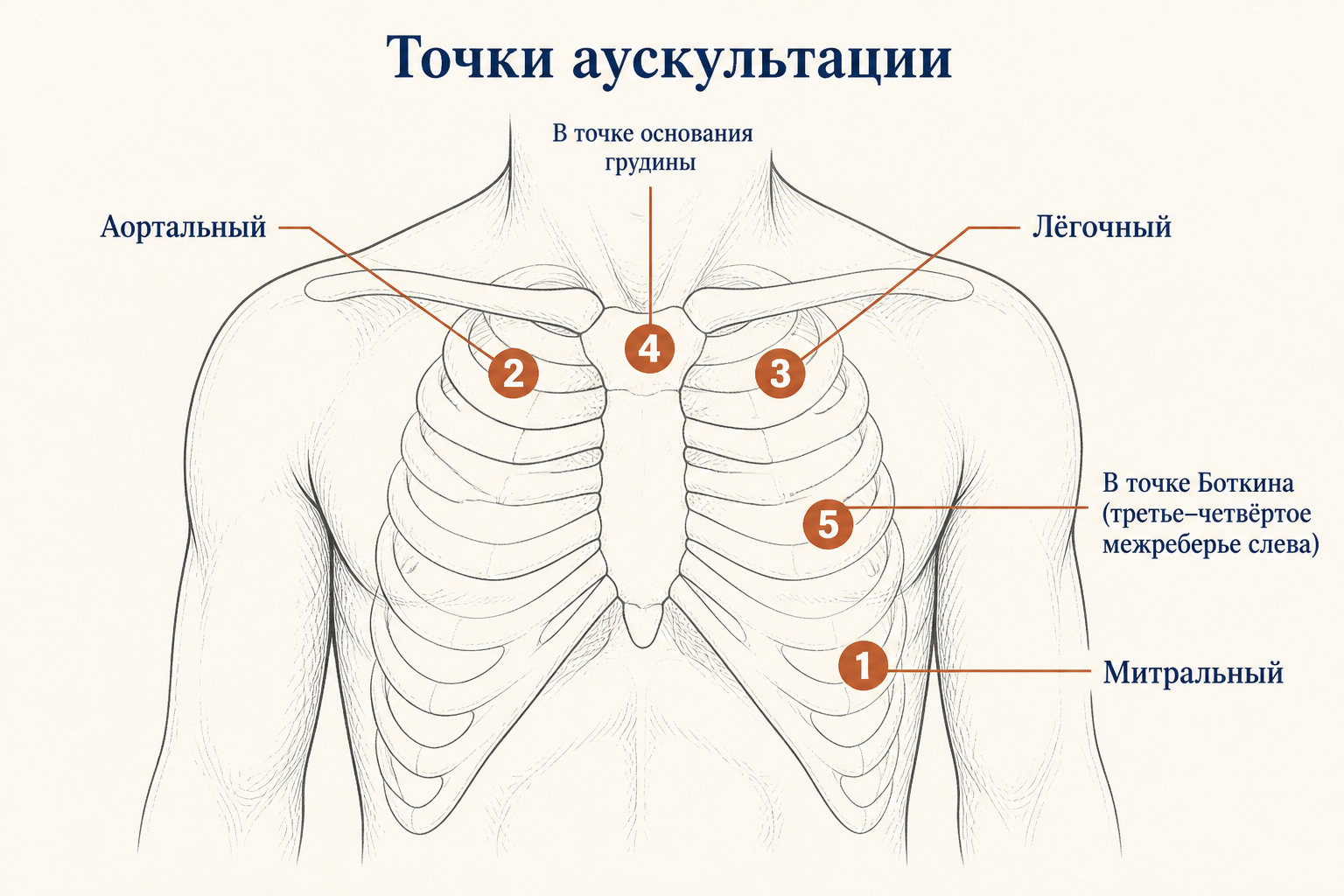 Пять классических точек аускультации сердца на грудной клетке - схема расположения