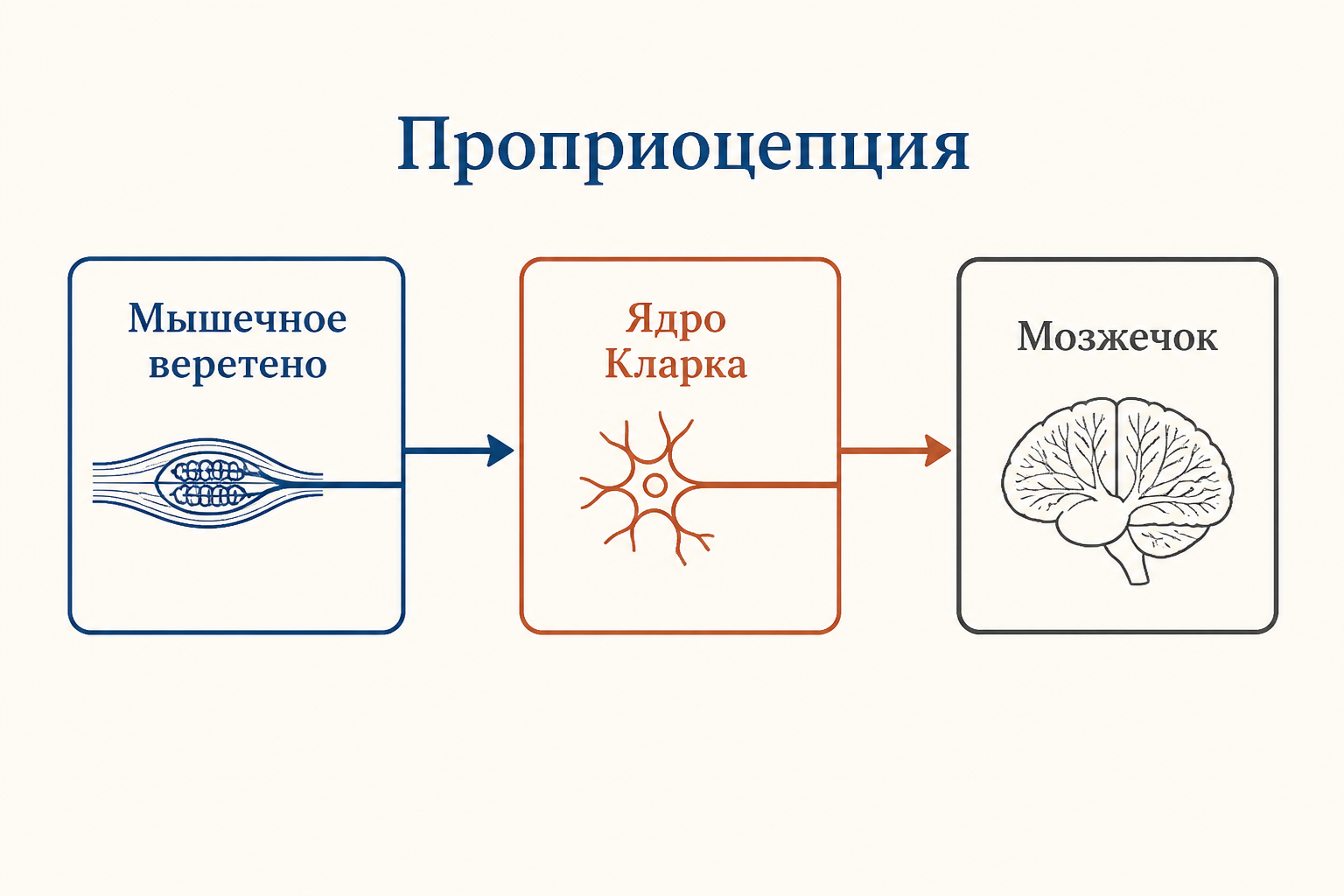 Трёхнейронная цепь проприоцепции: мышечное веретено передаёт сигнал на нейрон ядра Кларка, аксон которого без перекреста идёт в мозжечок