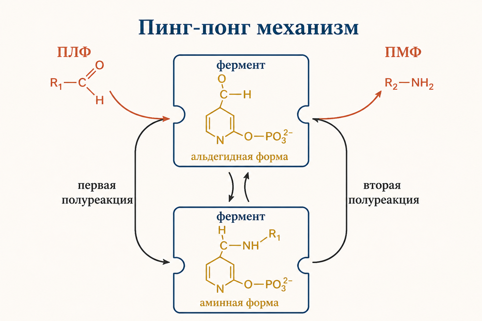 Схема трансаминирования: аминогруппа переносится с аминокислоты на кетокислоту через кофермент B6