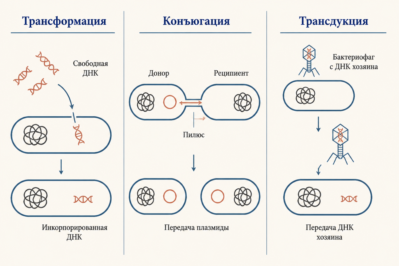 Три пути горизонтального переноса генов у бактерий: трансформация, конъюгация и трансдукция - сравнительная схема