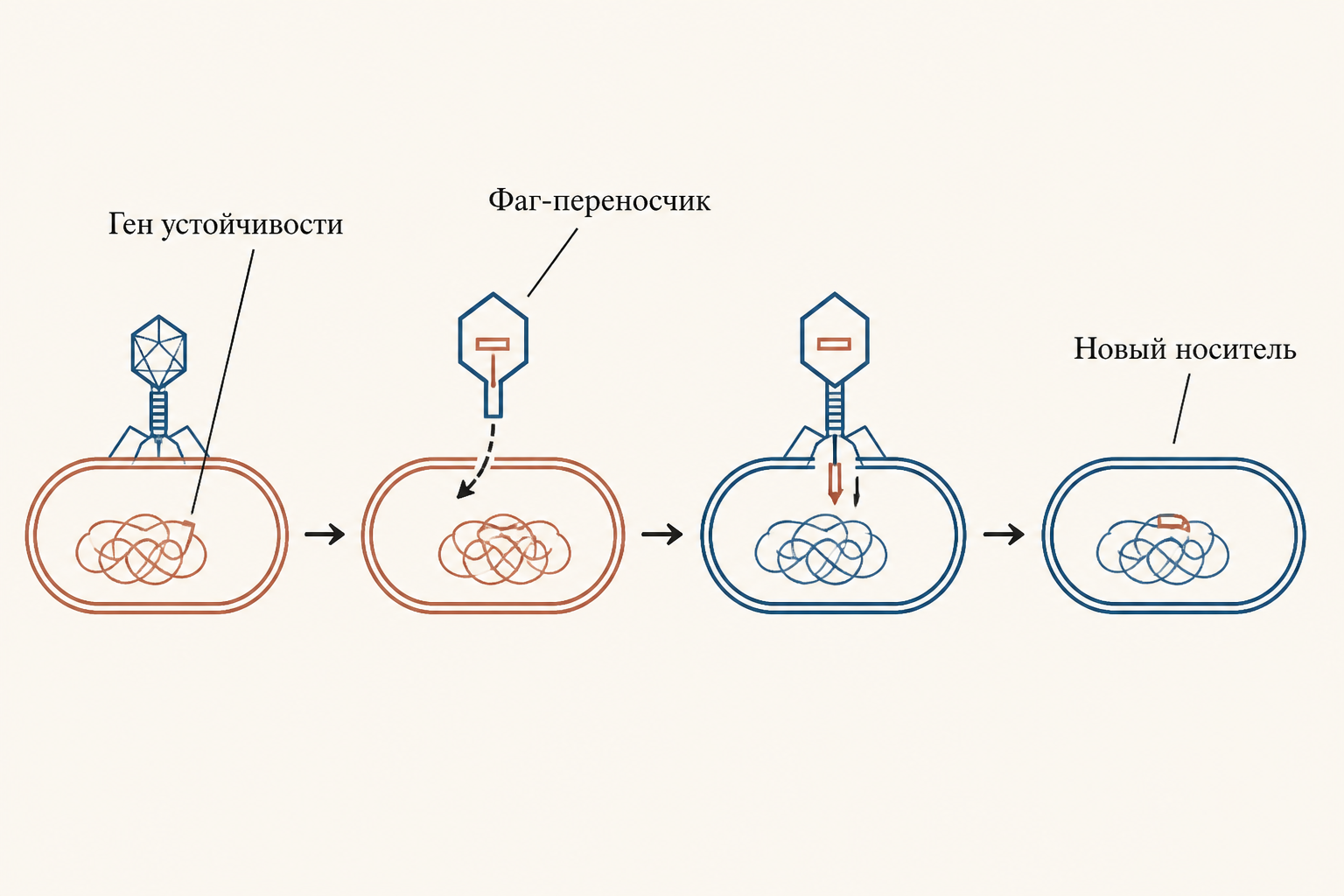 Схема распространения гена устойчивости к антибиотикам через трансдукцию бактериофагом: донор, фаг-переносчик, новый носитель
