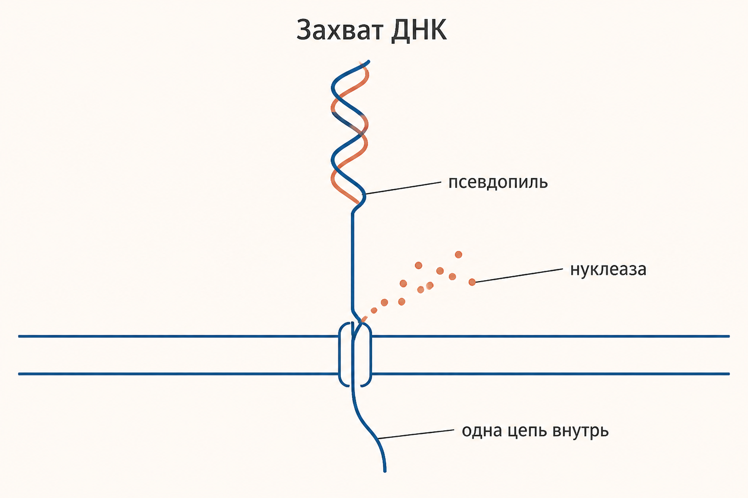 Захват ДНК компетентной клеткой: одну цепь разрушает нуклеаза, вторая проходит внутрь через белковый канал