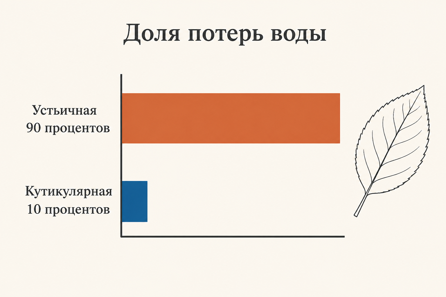 Сравнение вклада двух путей: устьичная транспирация даёт около 90 процентов потерь, кутикулярная около 10 процентов