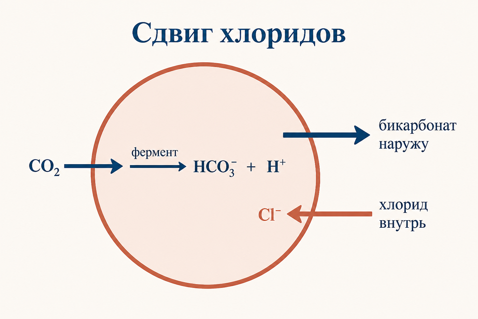 Сдвиг хлоридов в эритроците: CO2 под действием карбоангидразы превращается в бикарбонат и протон, бикарбонат уходит в плазму, а взамен внутрь входит ион хлора, поддерживая электронейтральность
