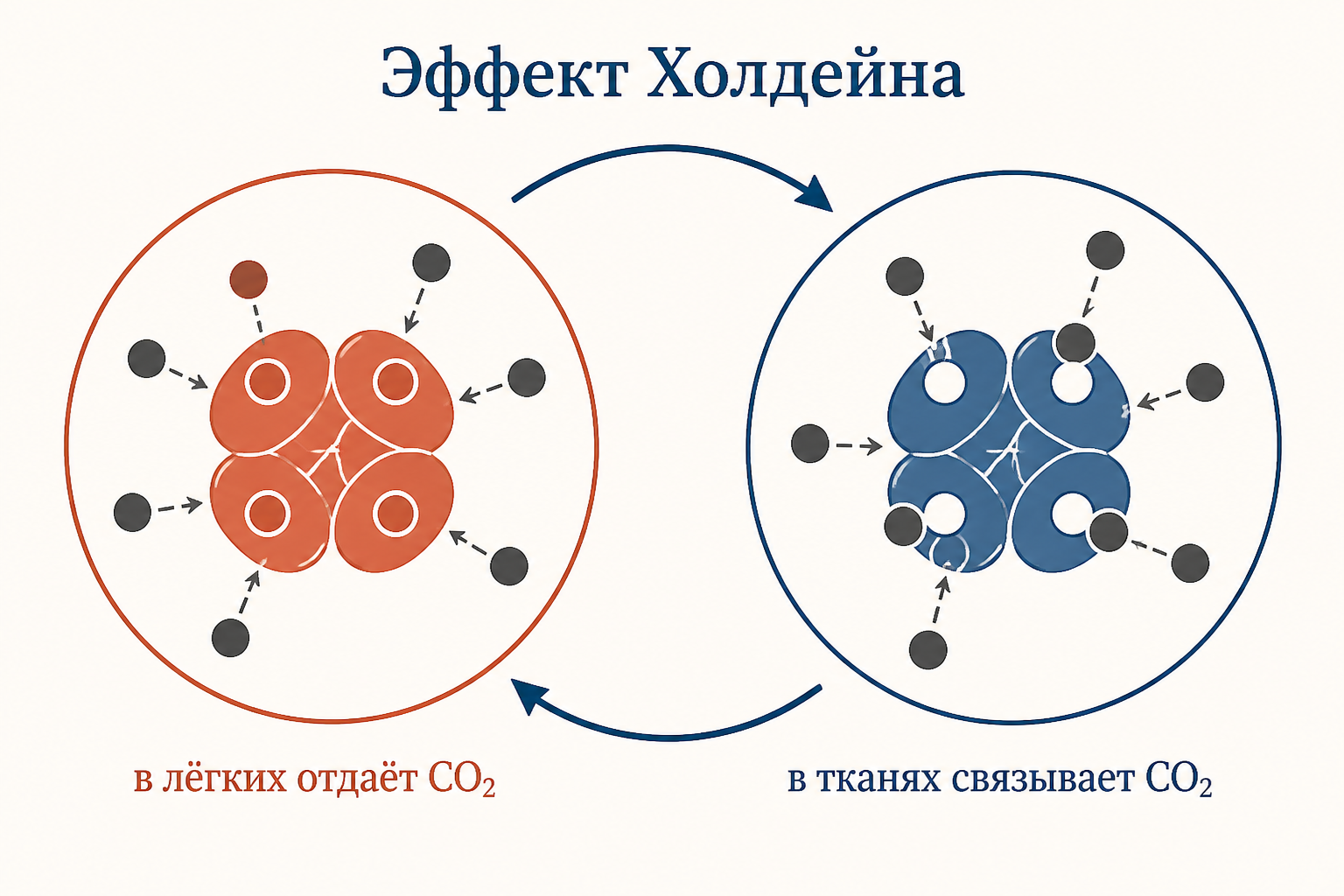 Эффект Холдейна: в тканях обеднённый кислородом гемоглобин активнее связывает CO2, а в лёгких насыщенный кислородом гемоглобин отдаёт углекислый газ