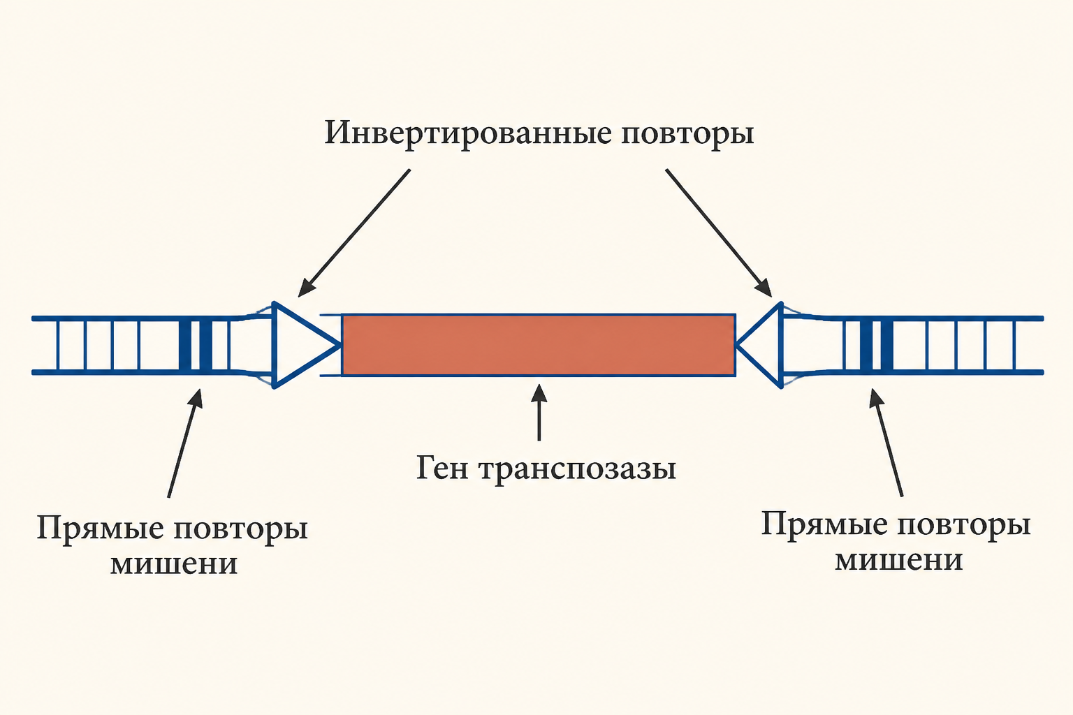 Схема строения IS-элемента: инвертированные повторы по краям, ген транспозазы в центре, короткие прямые повторы мишени по бокам