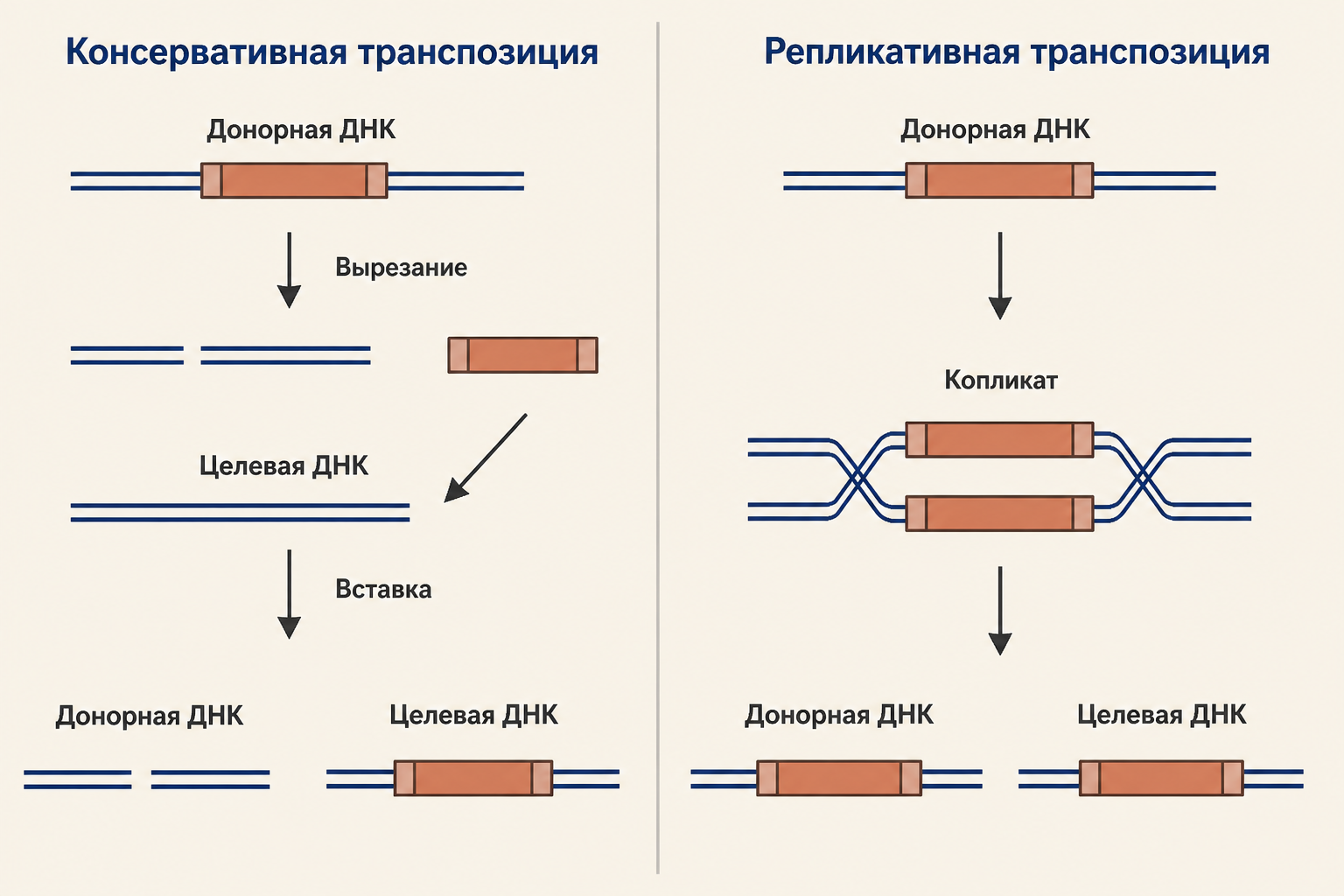Сравнение двух механизмов транспозиции: консервативный путь и репликативный путь с образованием копликата