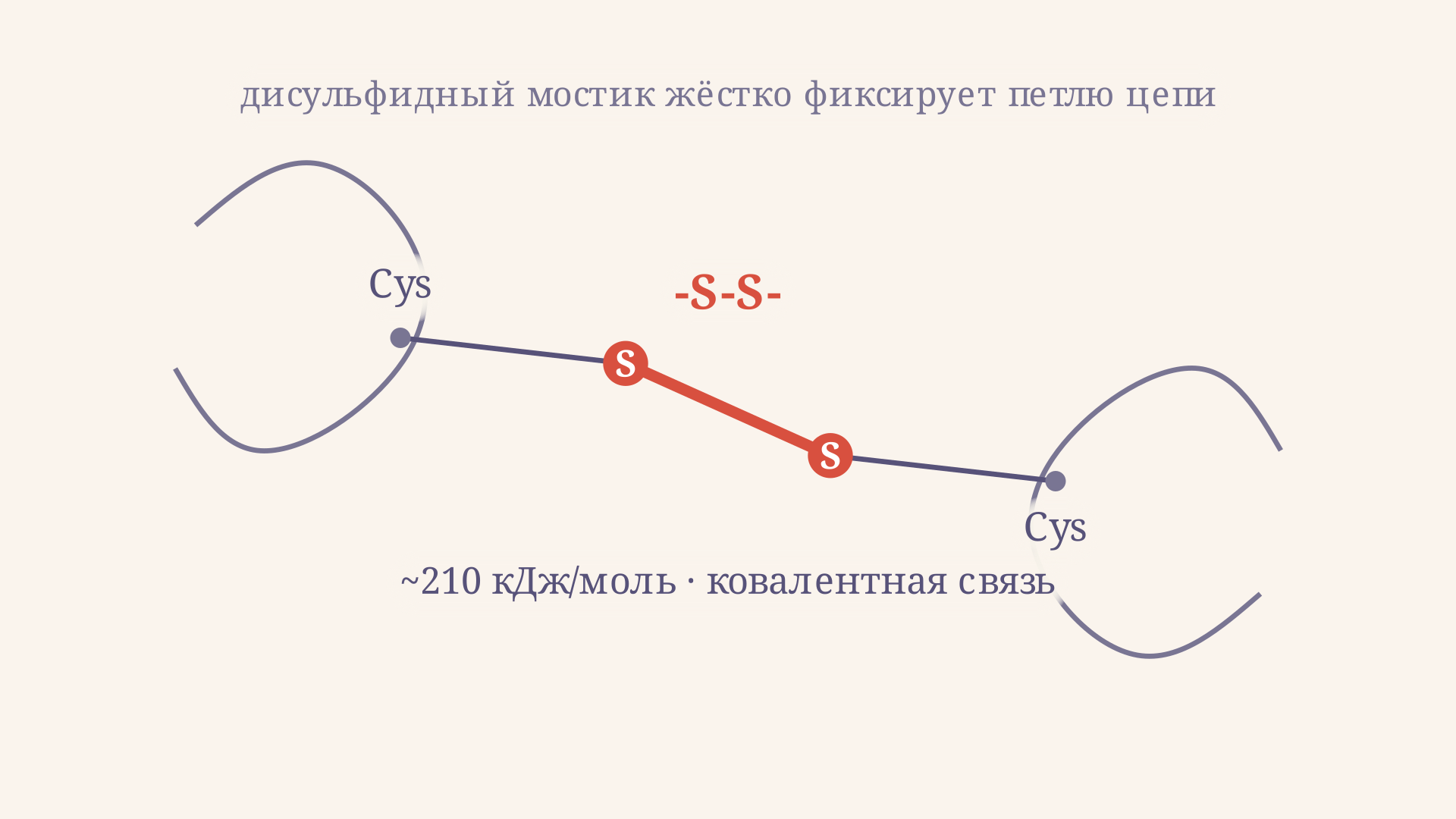 Дисульфидный мостик: ковалентная связь S-S между атомами серы двух остатков цистеина сшивает удалённые участки цепи