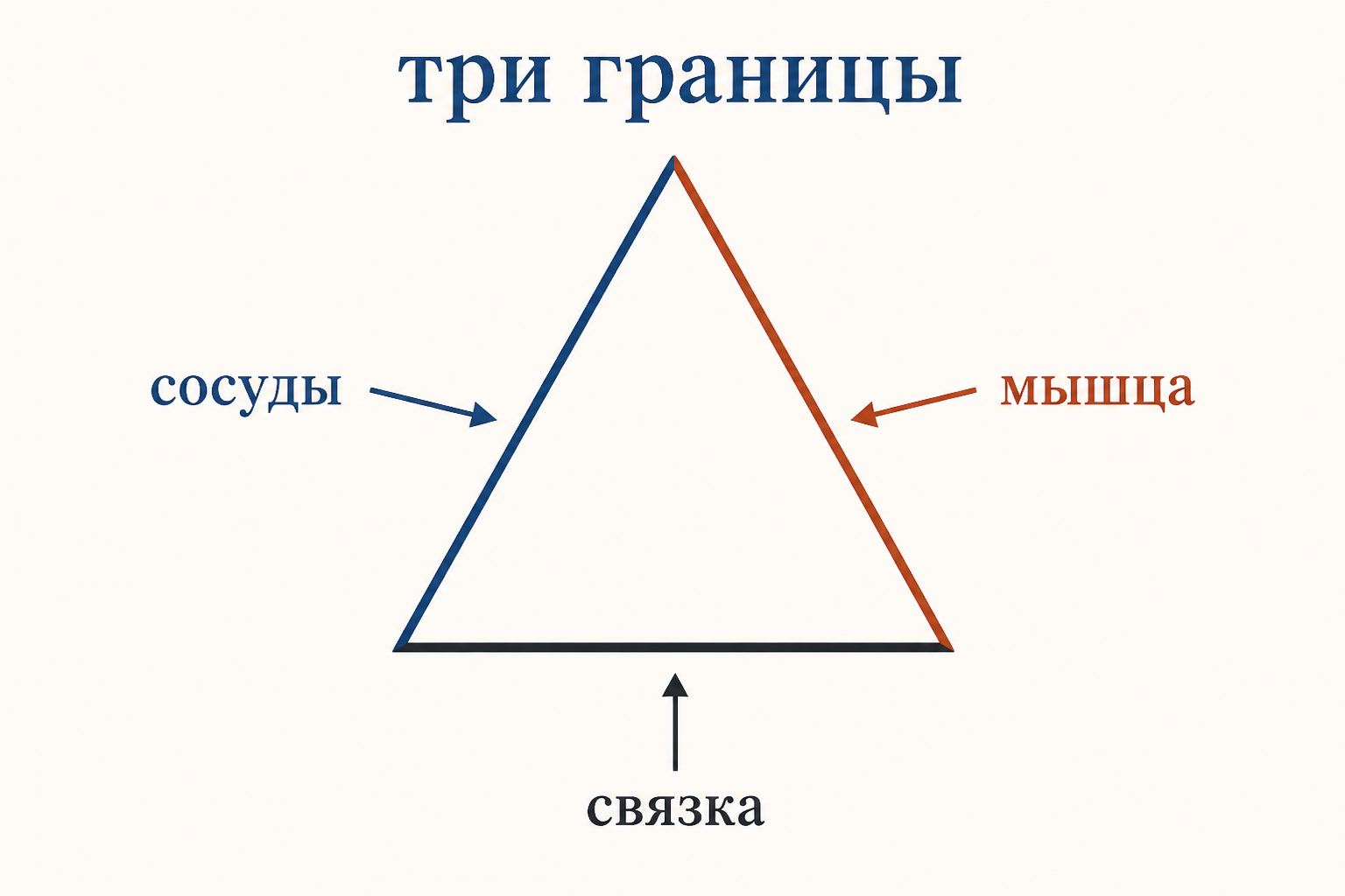 Три границы треугольника Гесельбаха: сосуды, мышца, связка