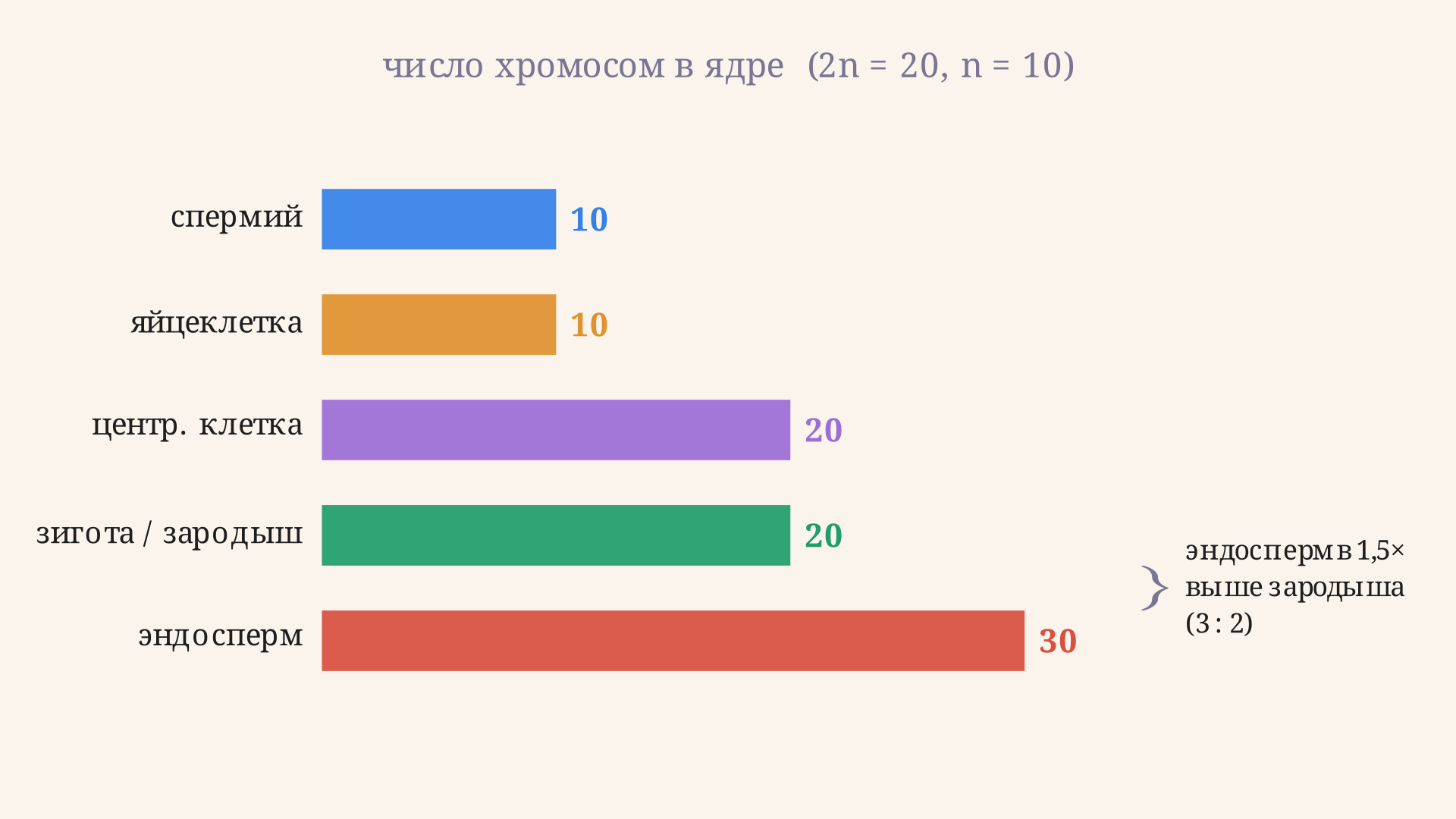 Столбики числа хромосом в спермии, яйцеклетке, центральной клетке, зиготе и эндосперме: гамета несёт n, зигота 2n, эндосперм 3n