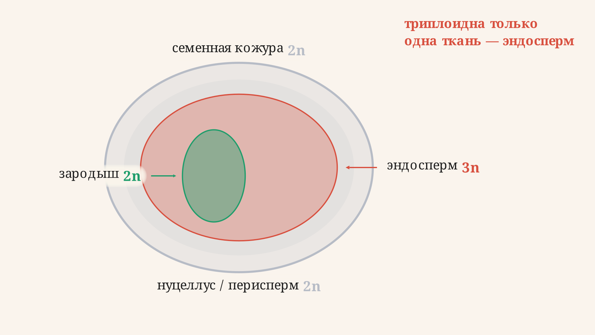 Схема семязачатка: гаплоидные спермий, яйцеклетка и полярные ядра сливаются в диплоидный зародыш и триплоидный эндосперм внутри диплоидной семенной кожуры